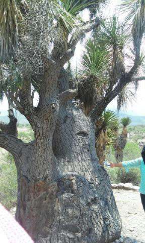 Image of Mexican Pony Tail Palm