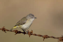 Image of Yellow-rumped Thornbill