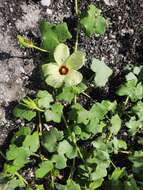 Image of Hibiscus schinzii Gürke ex Schinz