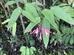 Image of Bauhinia jenningsii P. Wilson