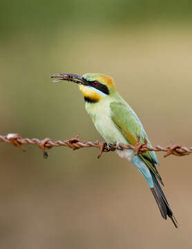 Image of bee-eaters