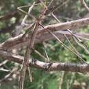 Image of Creosote Bush Walkingstick