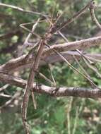 Image of Creosote Bush Walkingstick