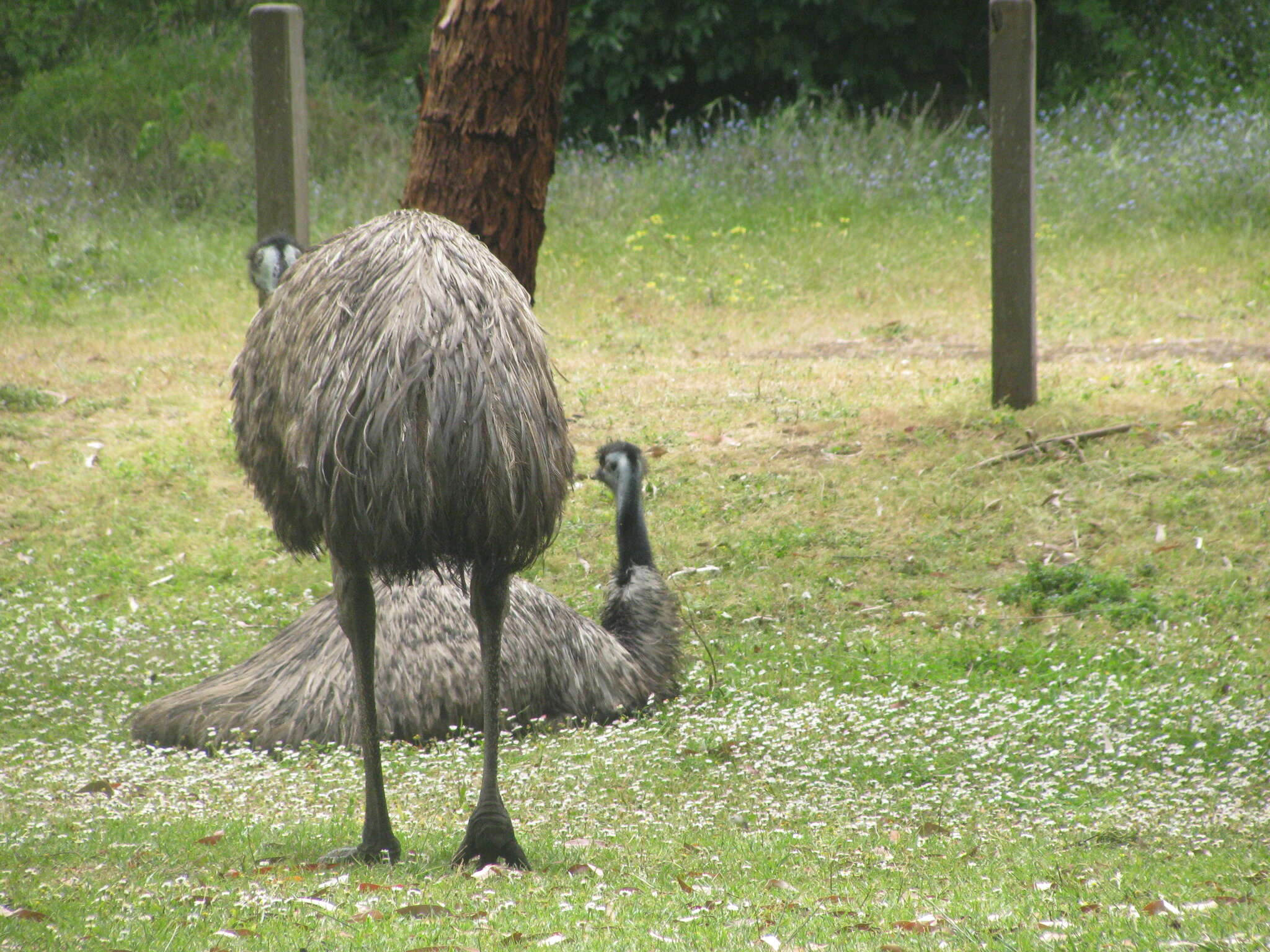 Image of cassowaries and relatives