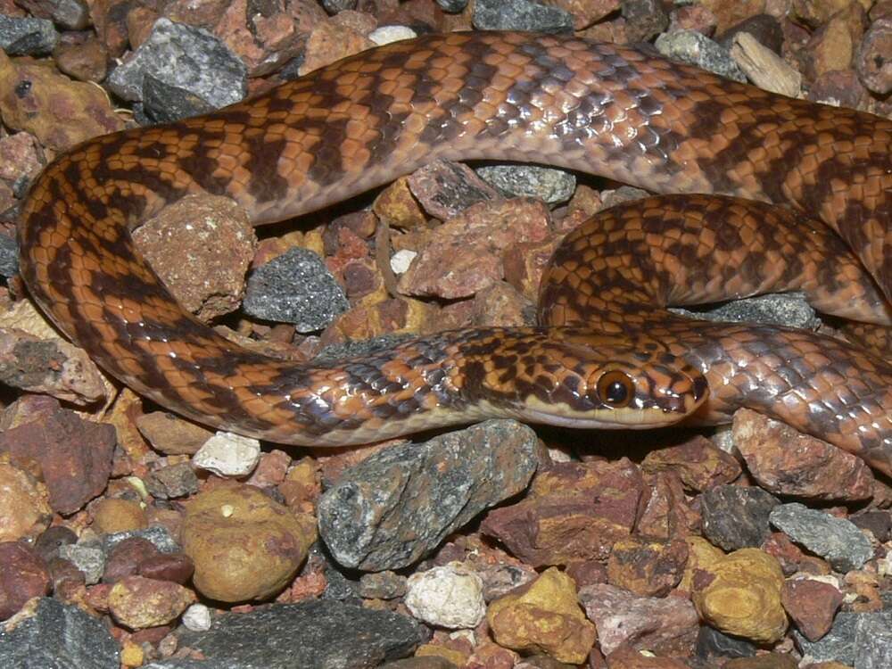Image of Rosen's Snake