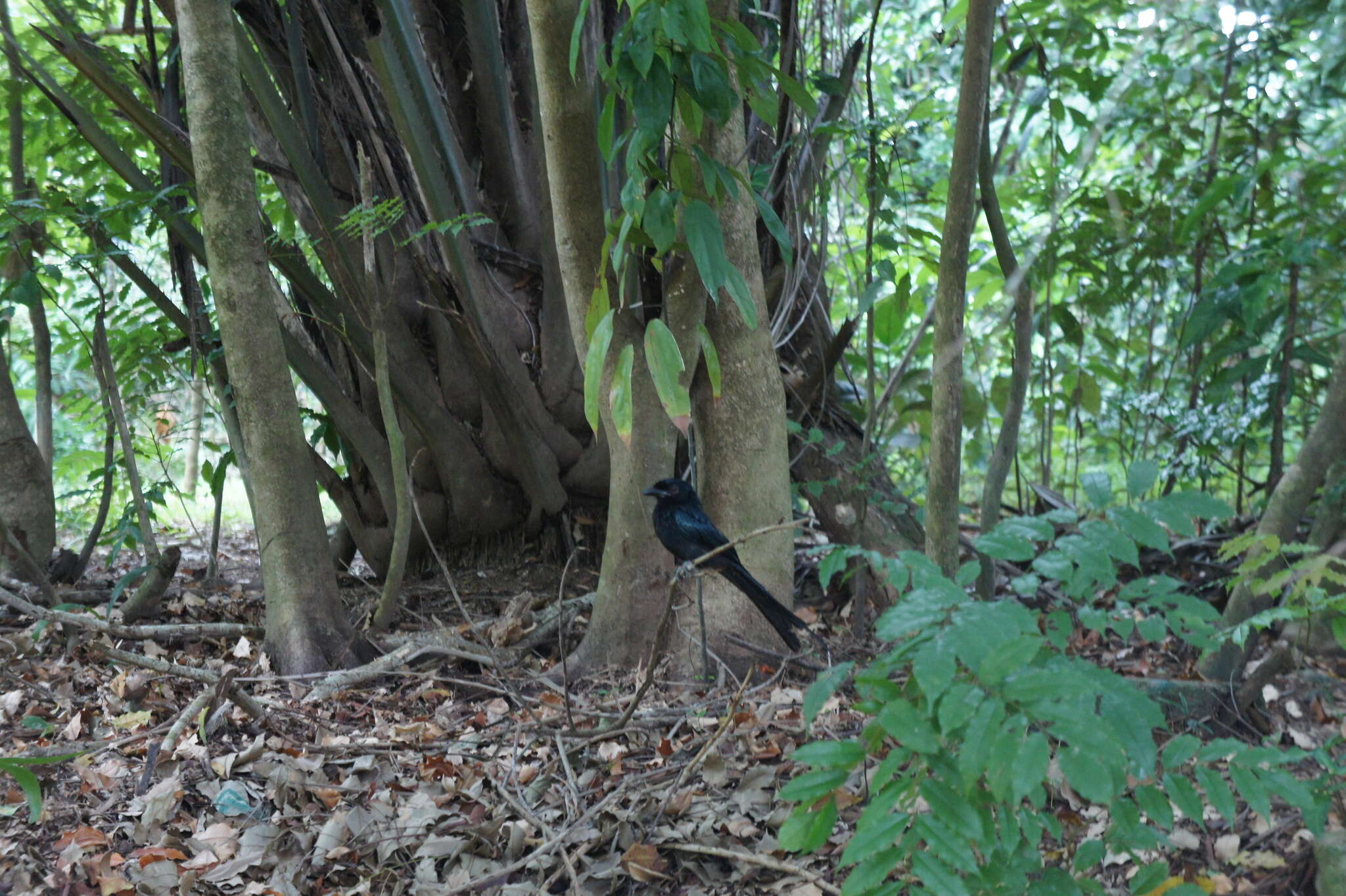 Image of Greater Racket-tailed Drongo