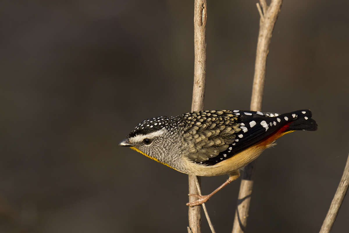 Imagem de Pardalotus punctatus (Shaw 1792)