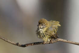 Image of Striated Thornbill