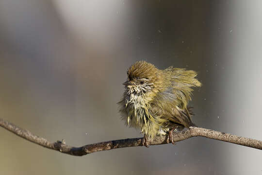 Image of Striated Thornbill