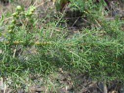 صورة Artemisia chamaemelifolia Vill.