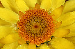 Plancia ëd Xerochrysum viscosum