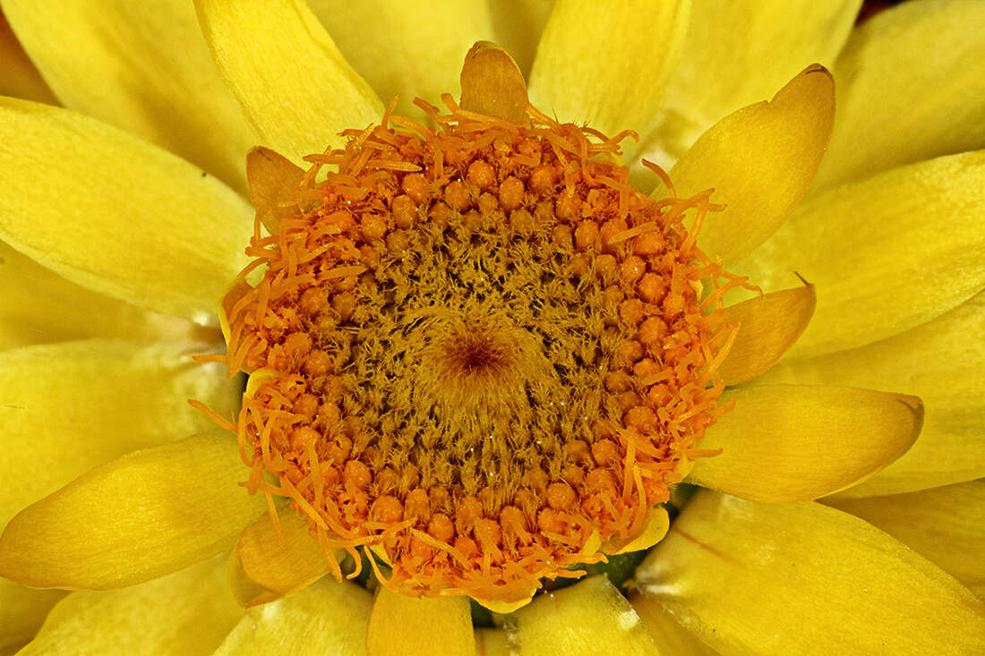 Plancia ëd Xerochrysum viscosum