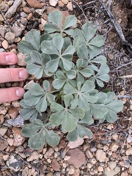 Image of beaver Indian breadroot