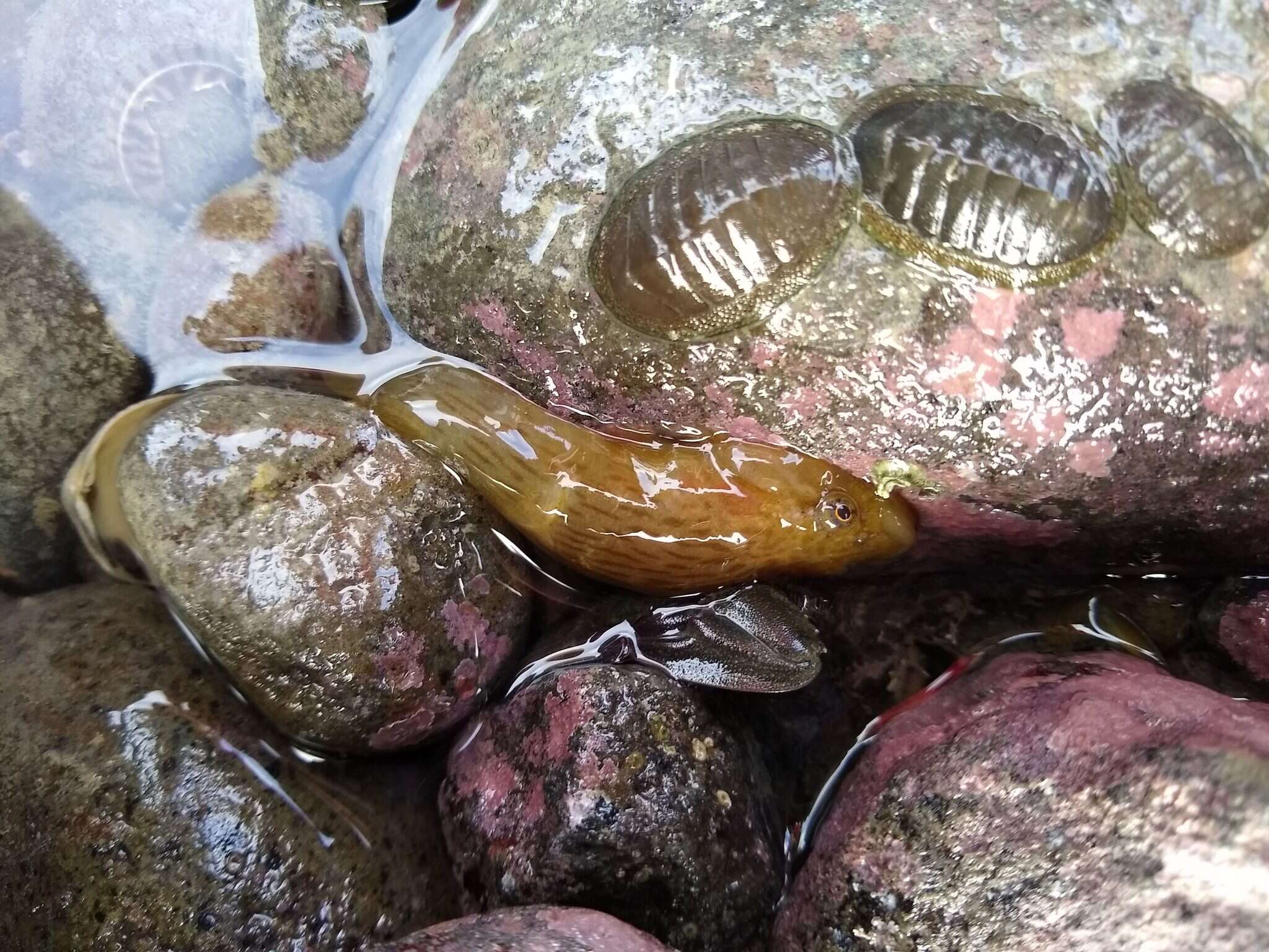 Image of New Zealand lumpfish