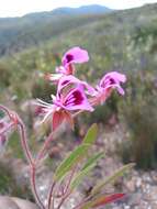 Imagem de Pelargonium ovale subsp. veronicifolium (Eckl. & Zeyh.) L. Hugo