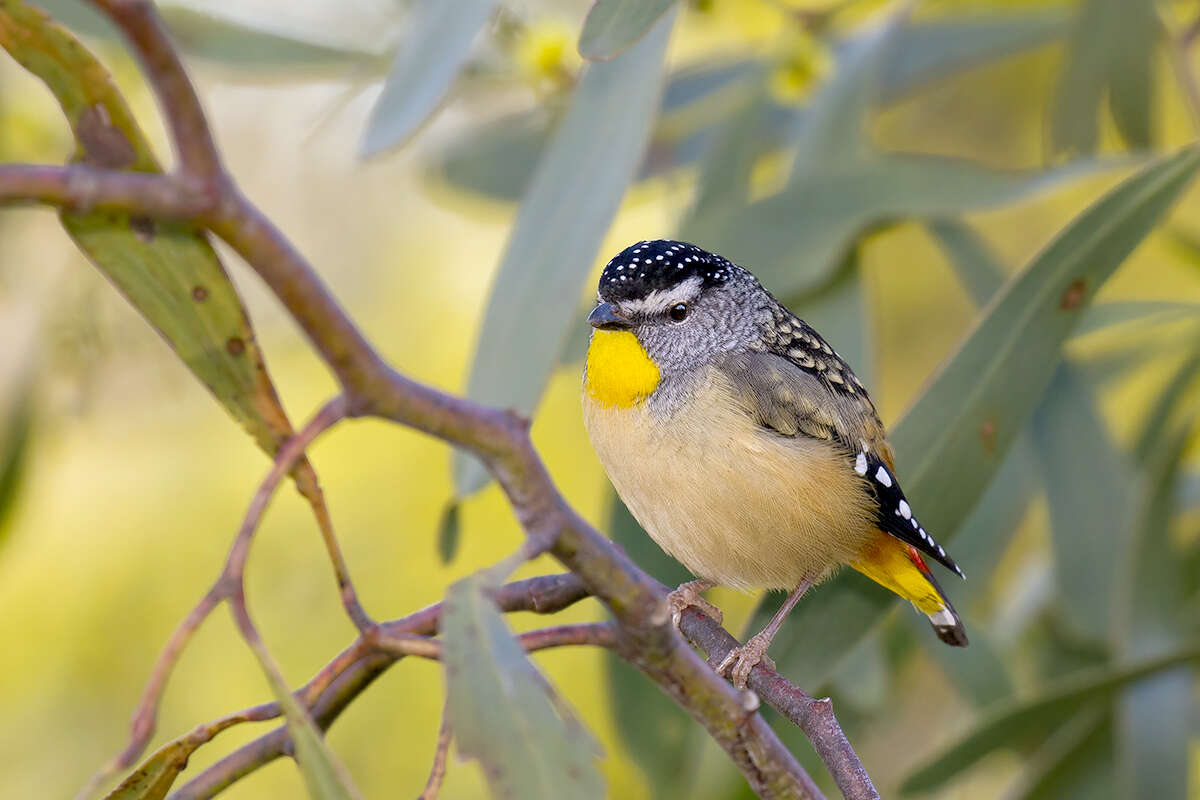 Imagem de Pardalotus punctatus (Shaw 1792)