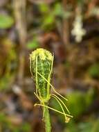 Image of Lapland poppy