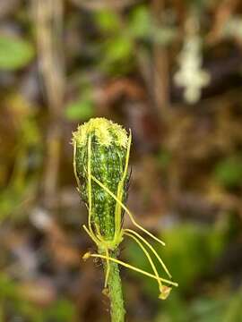 Papaver lapponicum (A. Tolmatch.) Nordh. resmi