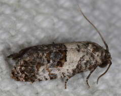 Image of Black-tipped Rudenia Moth