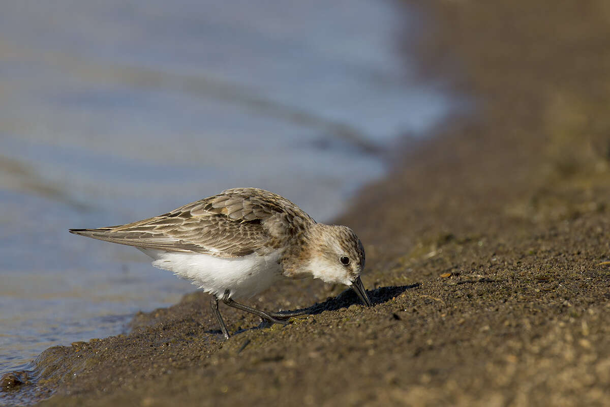 Image of Red-necked Stint