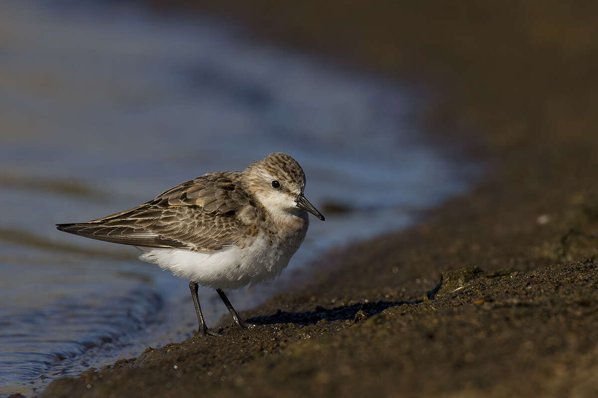 Image of Red-necked Stint