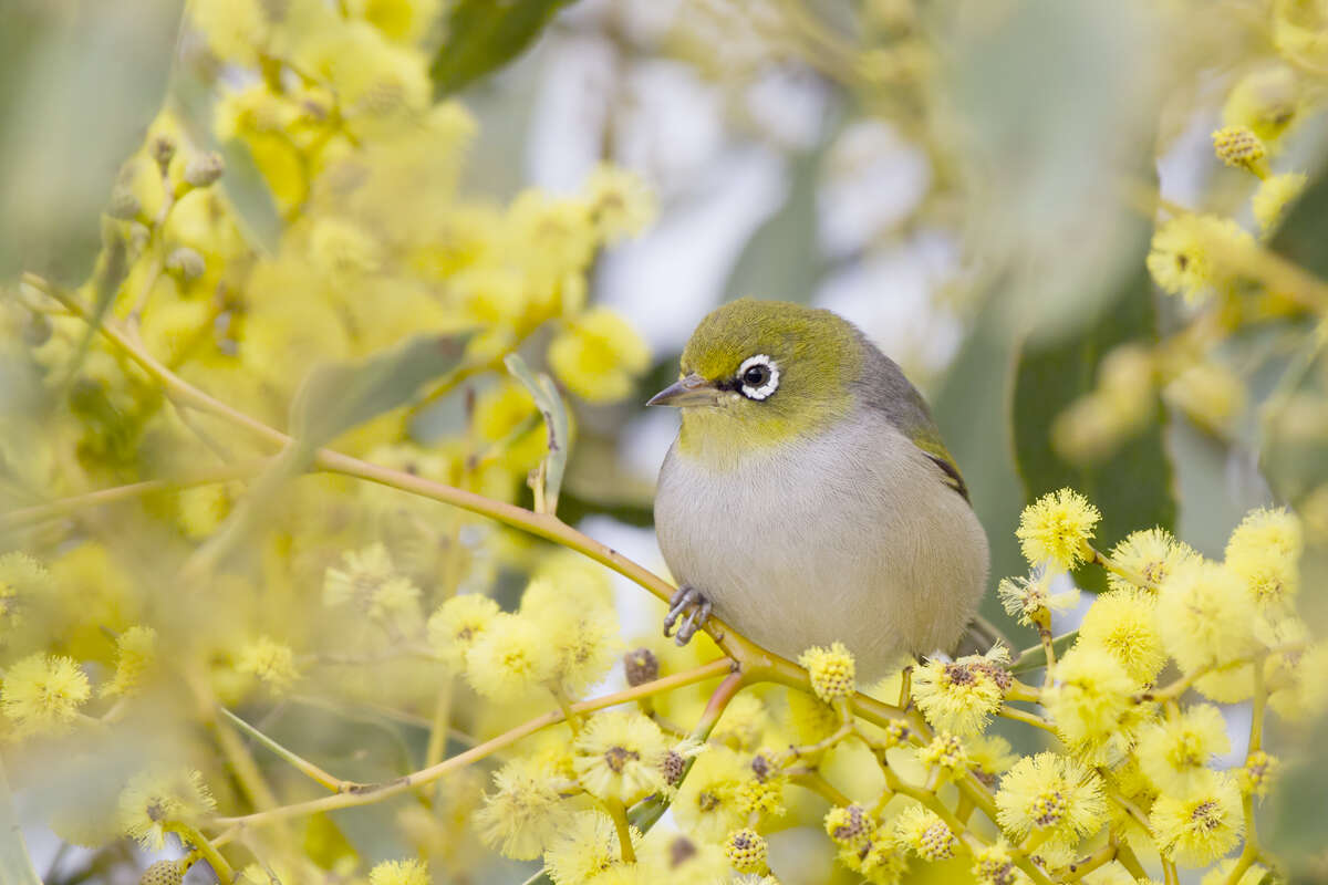 Image of Silvereye