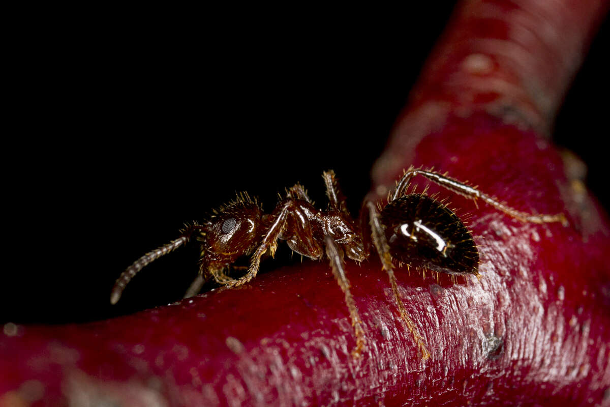 Sivun Acacia pycnantha Benth. kuva