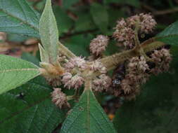 Image de Callicarpa pedunculata R. Br.