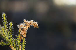 Image of Cassinia arcuata R. Br.