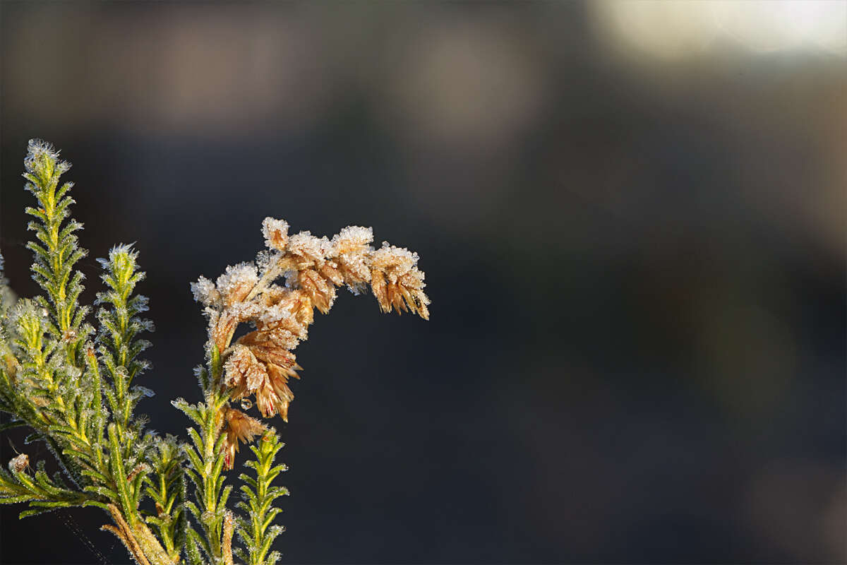 Plancia ëd Cassinia arcuata R. Br.