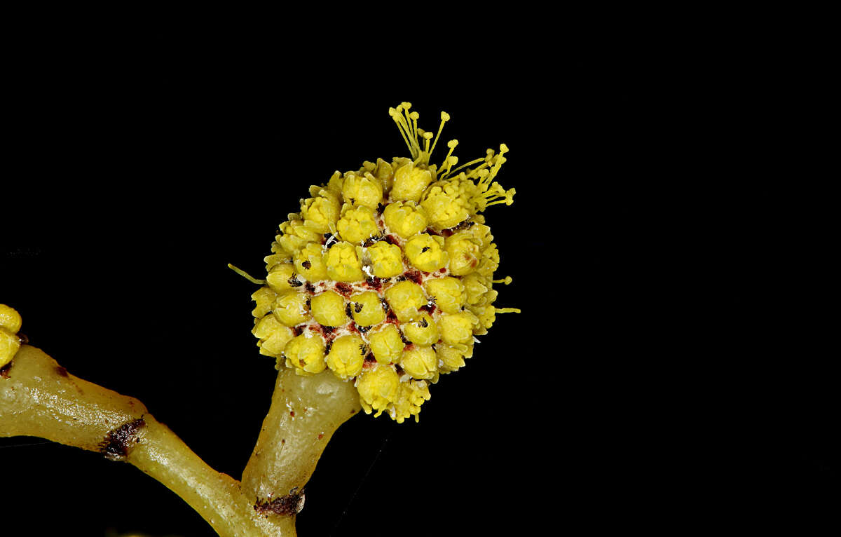 Sivun Acacia pycnantha Benth. kuva