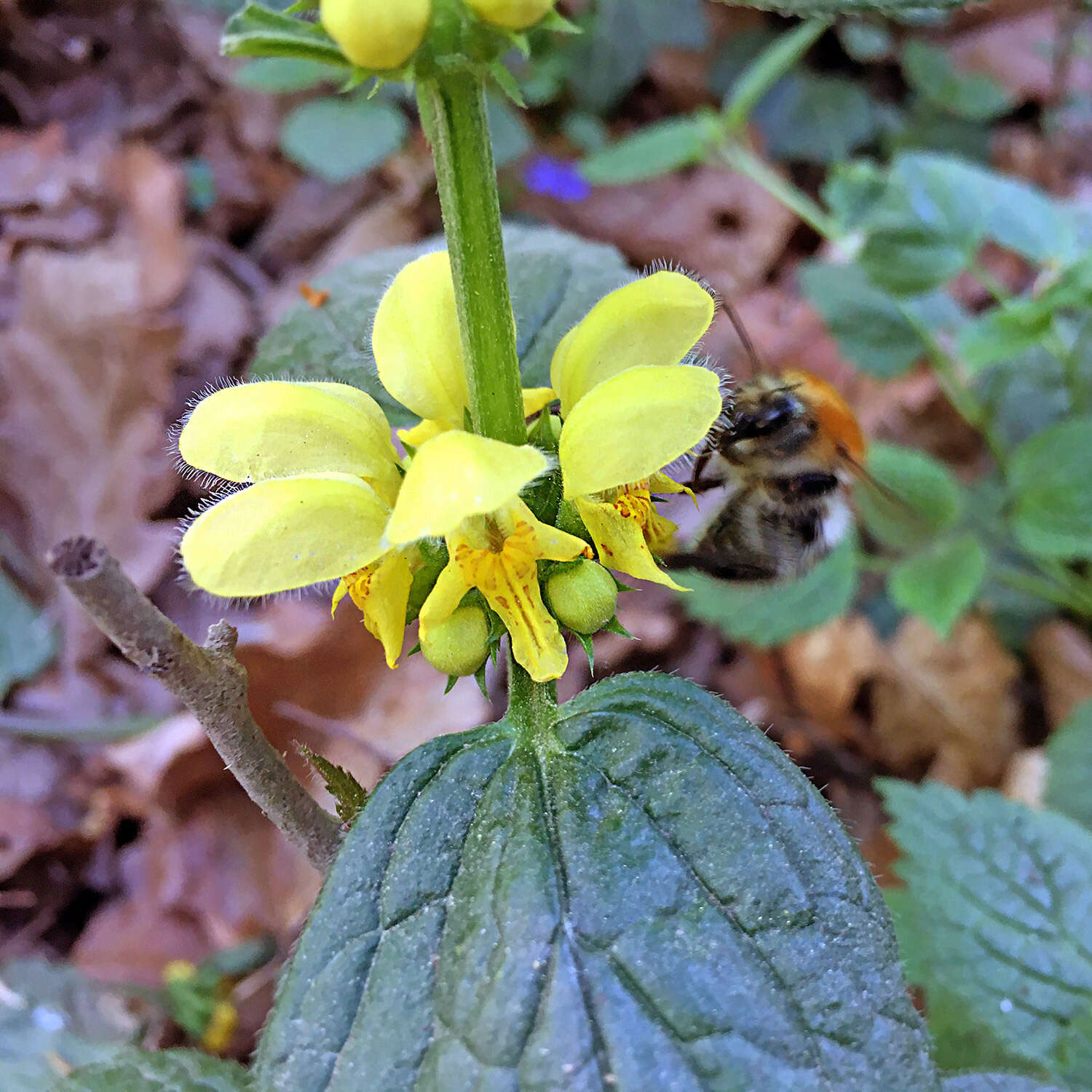 Lamium galeobdolon subsp. montanum (Pers.) Hayek的圖片