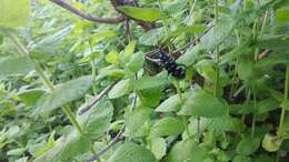 Image of Citrus long-horned beetle