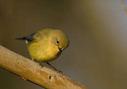 Image of Yellow Thornbill