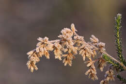 Image of Cassinia arcuata R. Br.