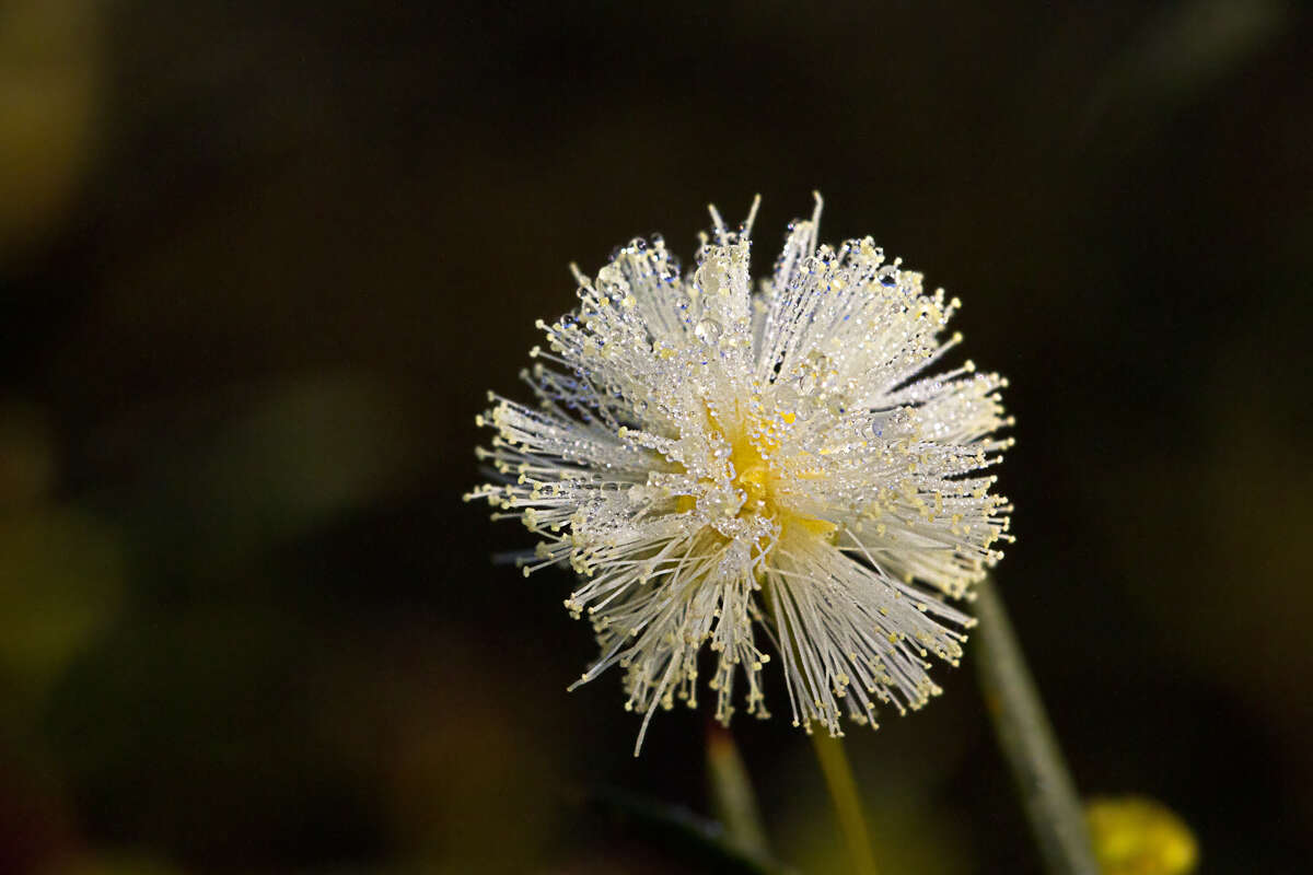 Image of early wattle