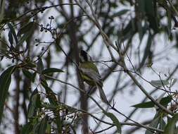 Imagem de Falcunculidae