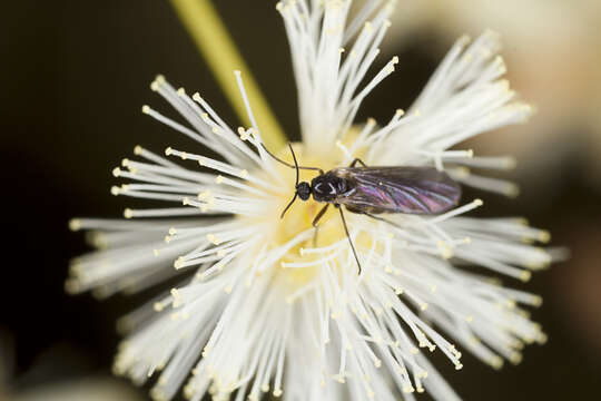 Image of early wattle