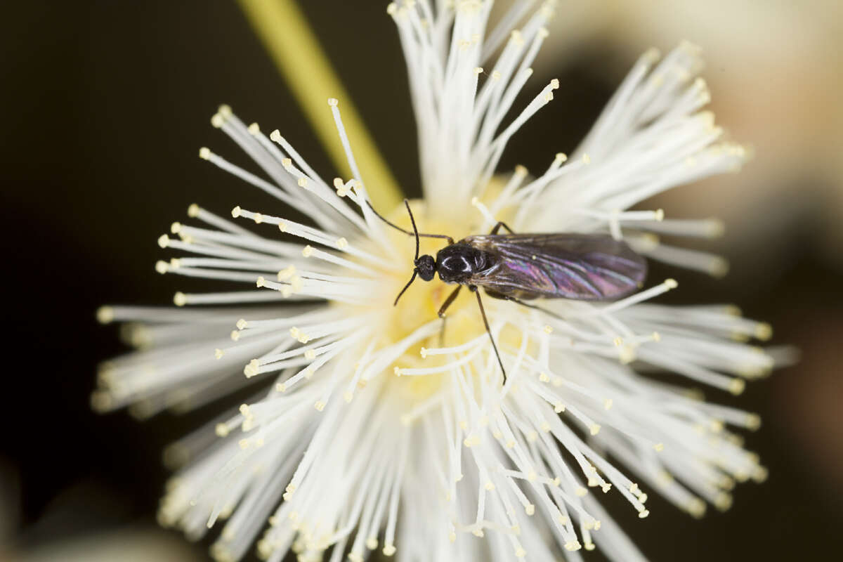 Image of early wattle