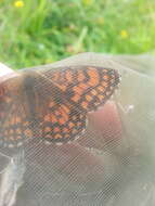 Imagem de Melitaea celadussa Fruhstorfer 1910