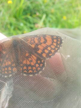 Image of Melitaea celadussa Fruhstorfer 1910