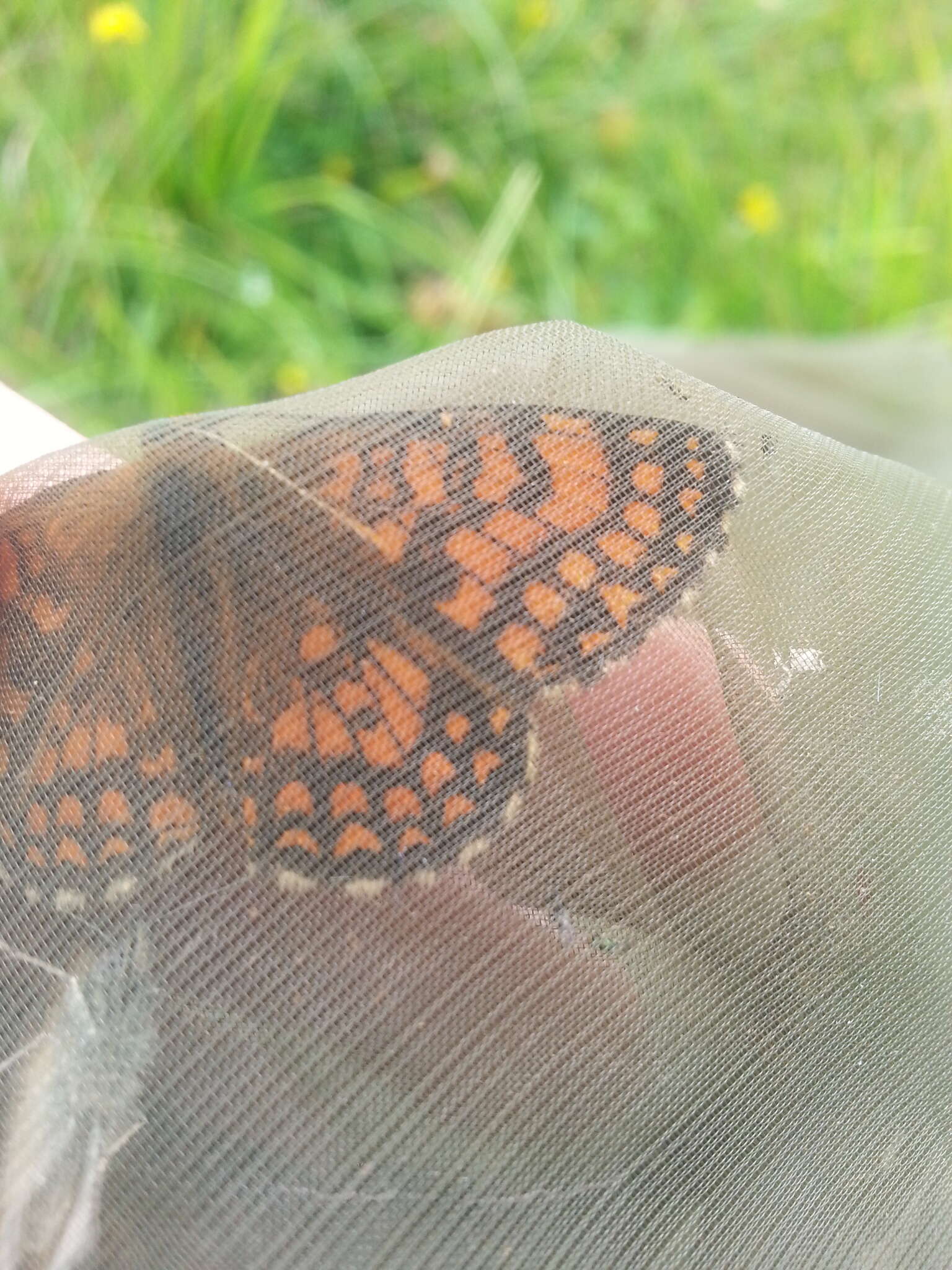 Imagem de Melitaea celadussa Fruhstorfer 1910