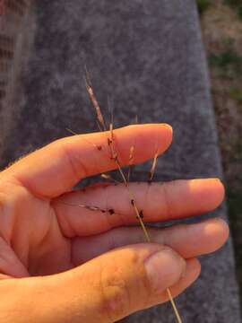 Image de Dichanthium annulatum var. annulatum