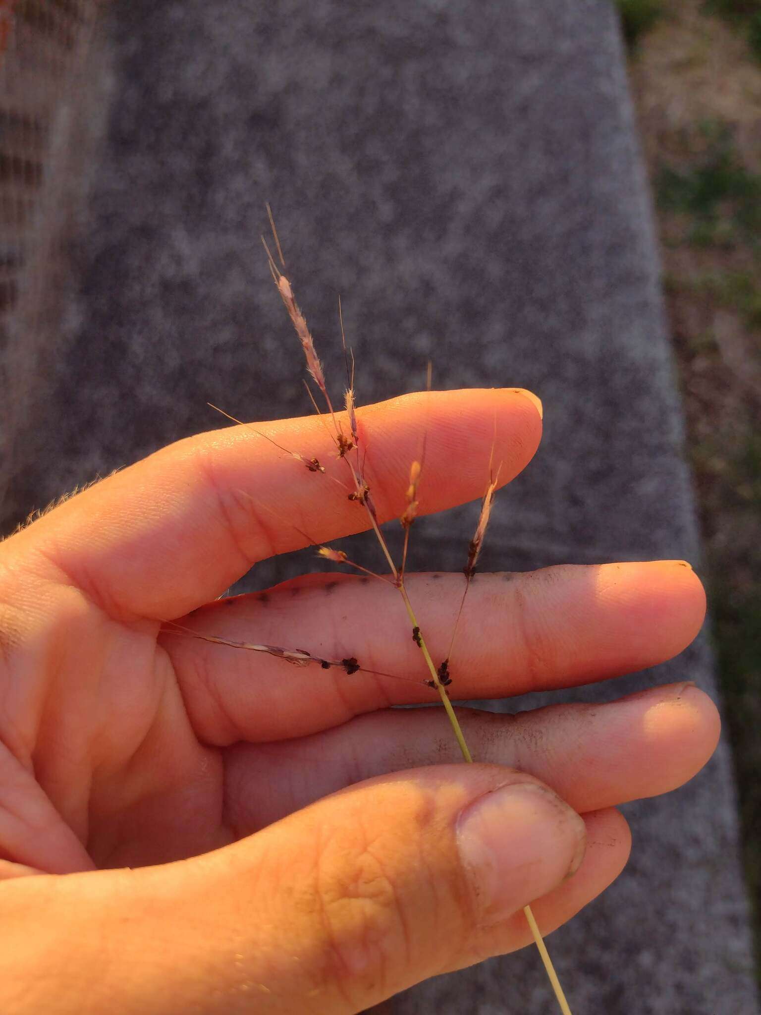 Plancia ëd Dichanthium annulatum var. annulatum