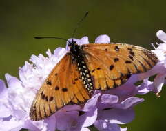 Image of <i>Acraea <i>rahira</i></i> rahira