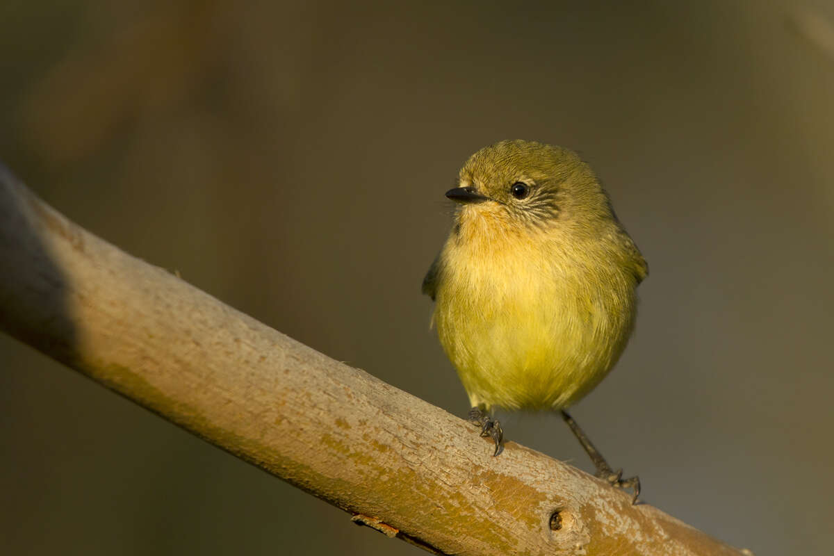 Image of Yellow Thornbill