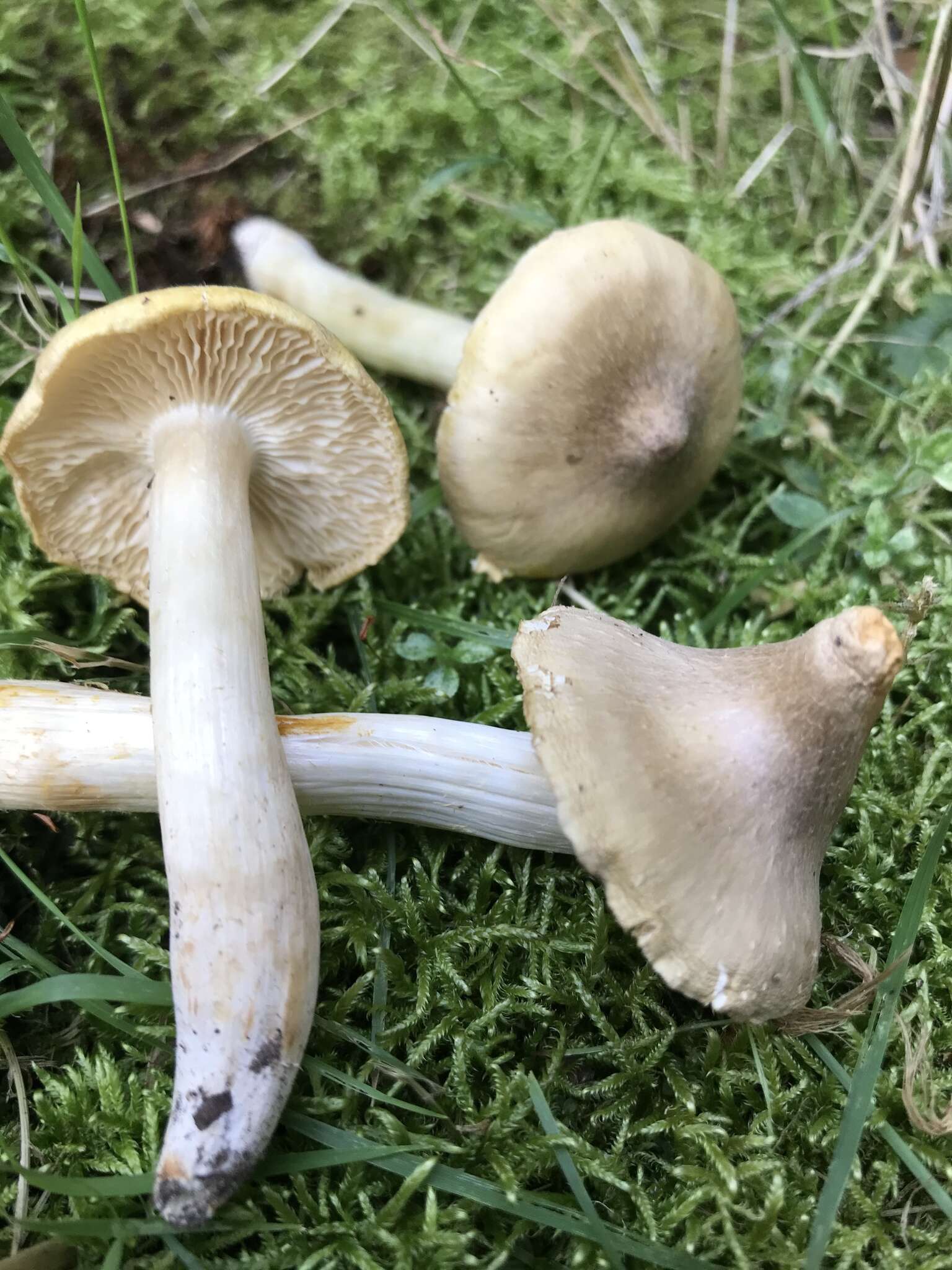 Image of Tricholoma subaureum Ovrebo 1986