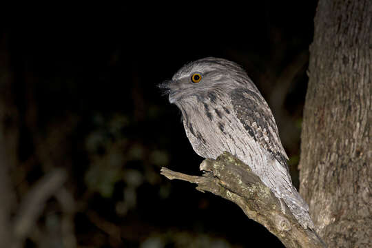 Image of Tawny Frogmouth