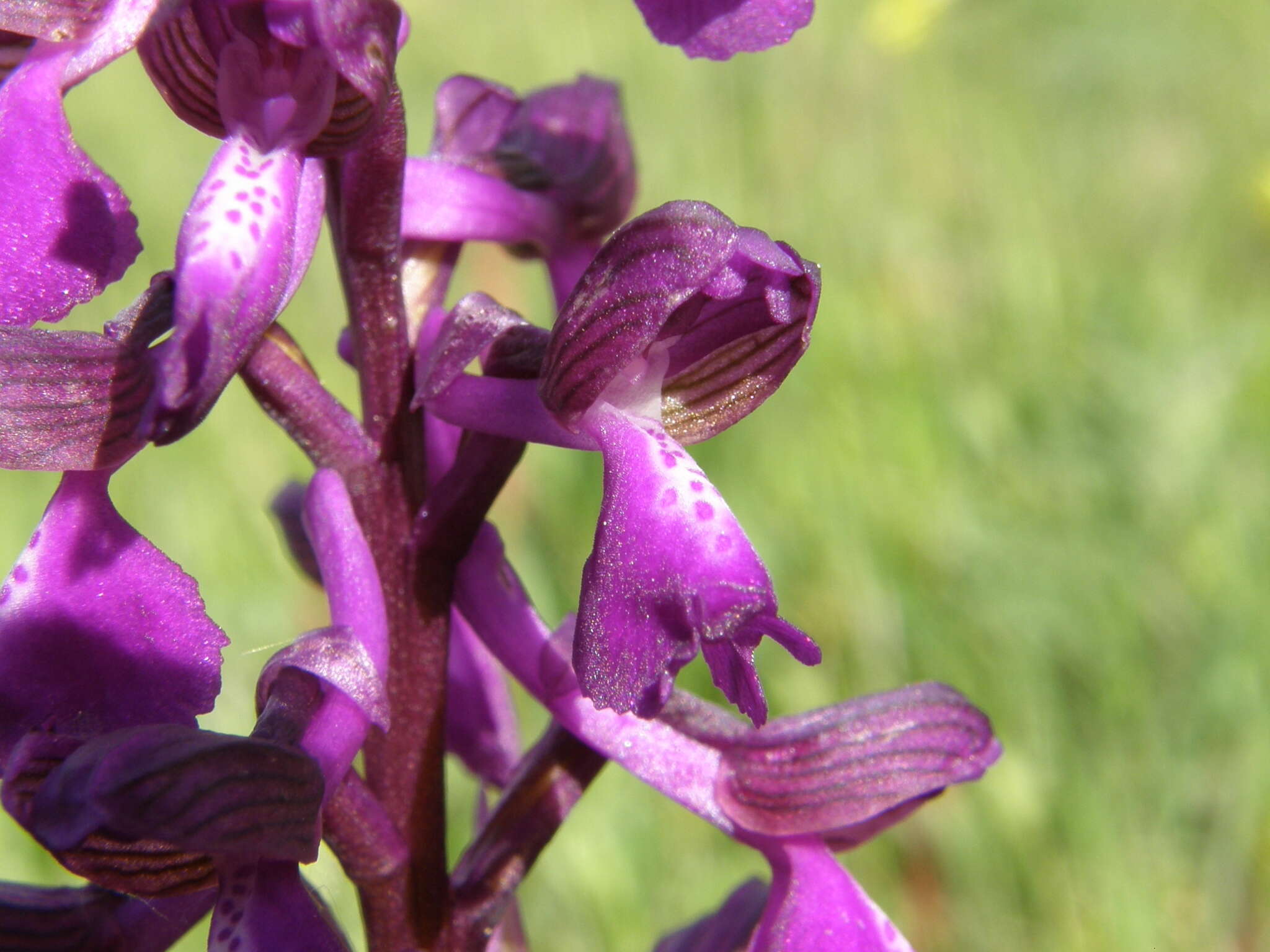 Image of Green-winged Orchid