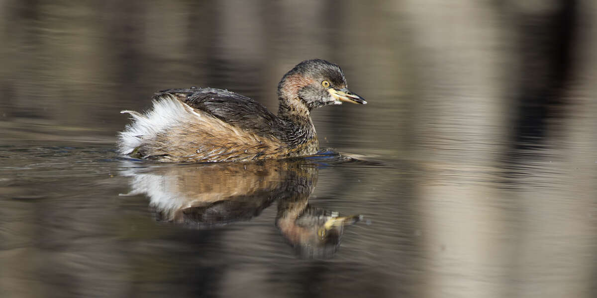 Image of Australasian Grebe